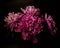 Big bright peony against black backdrop. Floral background