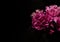 Big bright peony against black backdrop. Floral background