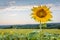 Big bright sunflower in field at sunset