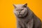 big british shorthair cat looking dangerous or angry on yellow background