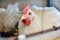 A big broiler rooster sits in a cage against the background of a poultry farm.