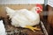 A big broiler rooster sits in a cage against the background of a poultry farm.