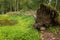 Big and broken fallen pine