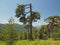 Big broken gree pine with grassy mountain and a blue sky