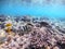 Big Broomtail wrasse Cheilinus lunulatus at coral reef