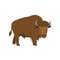 Big brown american bison standing at white background looking at viewer