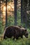 Big brown bear with backlit. Sunset forest in background.