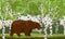 Big brown bear in a birch forest. Wild animals of Russia, USA, Canada and Scandinavia