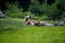 A big brown bear family relaxes in a meadow habitat near the forest (endangered species, wildlife scene from Germany