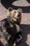 Big Brown bear Hikuma in Showa-Shinzan Bear Park, Hokkaido, Japan