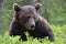 Big brown bear male. Close up portrait. Scientific name: Ursus arctos. Natural habitat