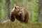 Big brown bear with powerful pose in forest. Bear with serious look