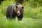 Big brown bear slobbering with mouth open and saliva dropping down on meadow