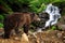 Big brown bear standing on a rock near a waterfall