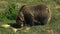 Big brown bear walk on green forest, real time, 4k,