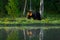 Big brown bear walking around lake in the morning sun. Dangerous animal in the forest. Wildlife scene from Europe. Brown bird in