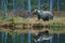 Big brown bear walking around lake in the morning sun. Dangerous animal in the forest. Wildlife scene from Europe. Brown bird in