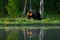 Big brown bear walking around lake in the morning sun. Dangerous animal in the forest. Wildlife scene from Europe. Brown bird in t