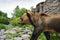 Big brown bear walks outdoors, close up