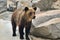 Big brown bear walks outdoors, close up