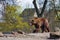 Big brown bear in a zoo on an artificial rock