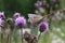 Big, brown, beautiful, bright butterfly sitting on a lilac flower in a meadow.