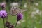 Big, brown, beautiful, bright butterfly sitting on a lilac flower in a meadow.