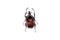 Big brown beetle, isolate on a white background, chalcosoma caucasus