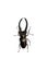 Big brown beetle, isolate on a white background, cyclommatus elaphus