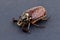 A big brown beetle, polyphylla pullo, isolated