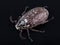 A big brown beetle, polyphylla pullo, isolated