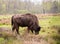 Big brown bison eats grass on a green field close-up