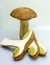 Big brown boletus mushroom sliced