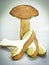 Big brown boletus mushroom sliced