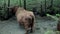 Big brown bull enjoying chilling in fresh river