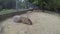 Big brown capybaras sleeping outdoors