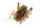 Big brown cricket insect