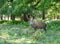 Big brown deer in Richmond - London
