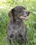 Big brown dog sits in grass. German Shorthaired Pointer Dog Deutsch Kurzhaar.