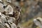 A big brown eared owl sits on an old stone wall. Bubo bubo, Eurasian eagle-owl.