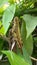 Big brown grasshopper among the leaves