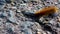 Big brown hairy fluffy caterpillar insect crawling on ground Germany