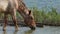 Big brown horse drinks water from a lake in summer in slo-mo