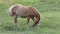 Big brown horse eats in the meadow