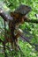 Big brown Iguana on tree