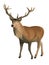 Big brown male stag cartoon style illustration