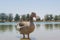 Big brown mature goose standing in the lake