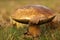 Big brown mushroom with a leaf on it