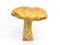 Big brown mushrooms boletus