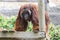 Big Brown Orangutan Male with the Tree